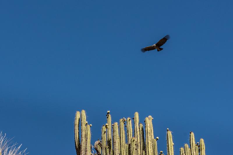 Jour 11 : Arequipa, en toute liberté – vol Lima