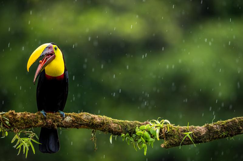 Jour 8: Parc national Volcan Arenal et sources d'eau chaude