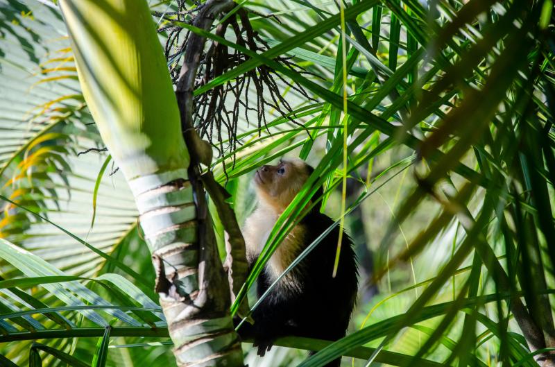 Jour 3 : le Parc de Tortuguero