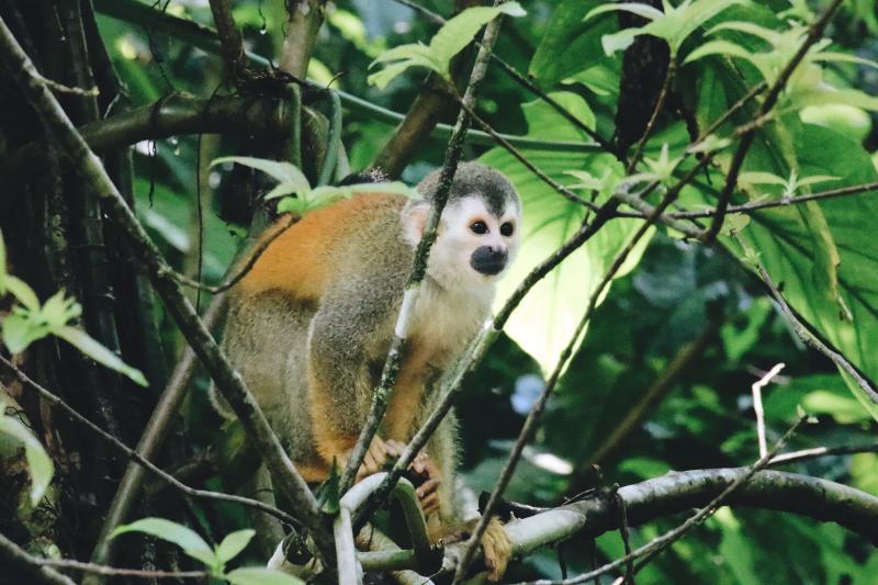 Jour 2 : le Parc de Tortuguero