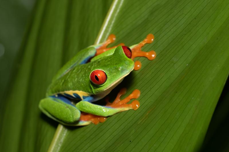 Autotour nature au Costa Rica : entre les côtes Caraïbe et Pacifique